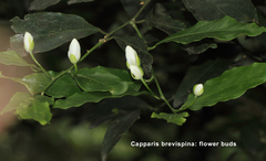 Capparis brevispina