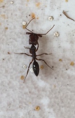 Odontomachus ruginodis