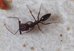 Odontomachus ruginodis
