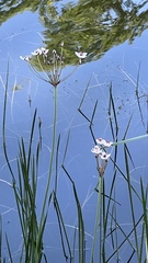 Butomus umbellatus
