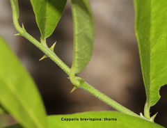 Capparis brevispina
