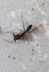 Odontomachus ruginodis