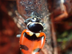 Hippodamia glacialis lecontei