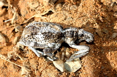 Microcerus