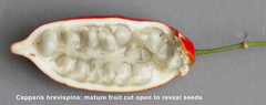 Capparis brevispina