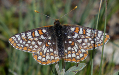 Euphydryas editha hutchinsi