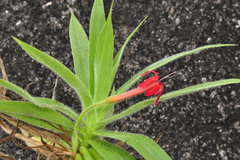 Barbacenia tomentosa