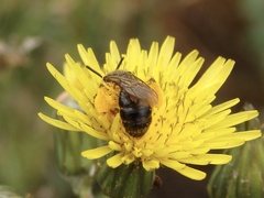 Andrena fulvago