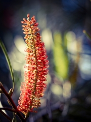 Hakea bucculenta