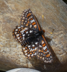 Euphydryas editha hutchinsi