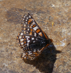 Euphydryas editha hutchinsi