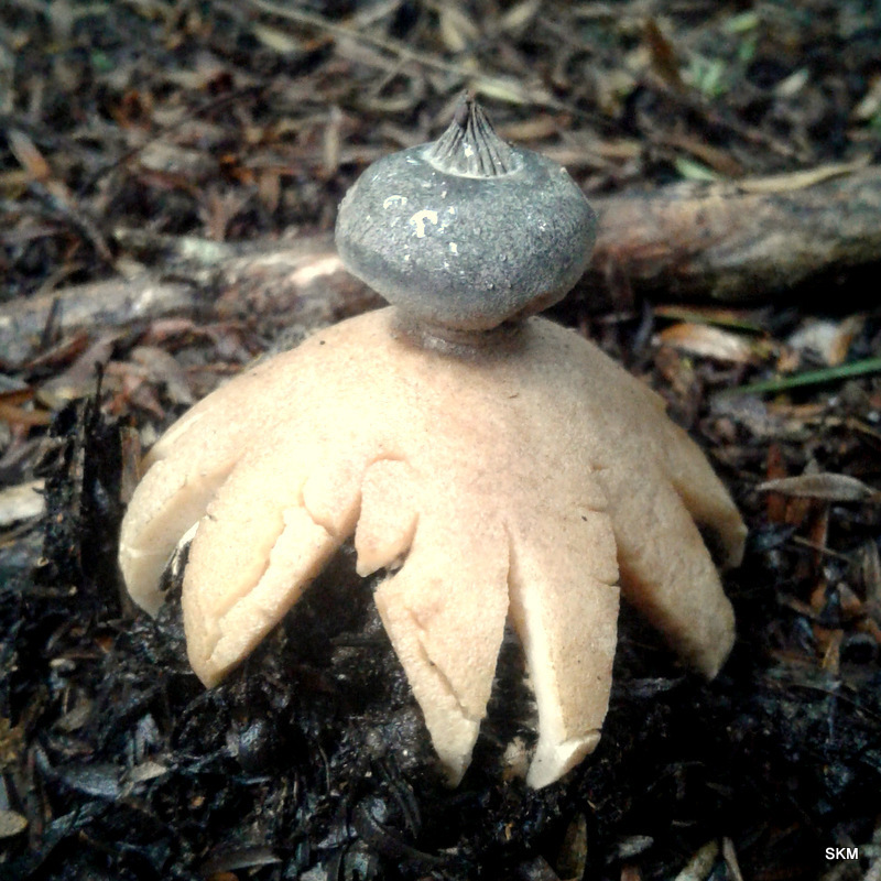 Geastrum tenuipes
