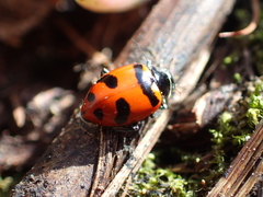 Hippodamia glacialis lecontei