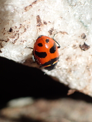 Hippodamia glacialis lecontei