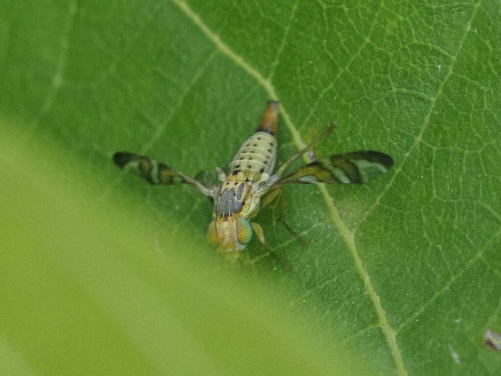 Chaetostomella rossica
