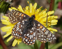 Euphydryas editha hutchinsi