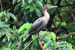 Nannopterum brasilianum