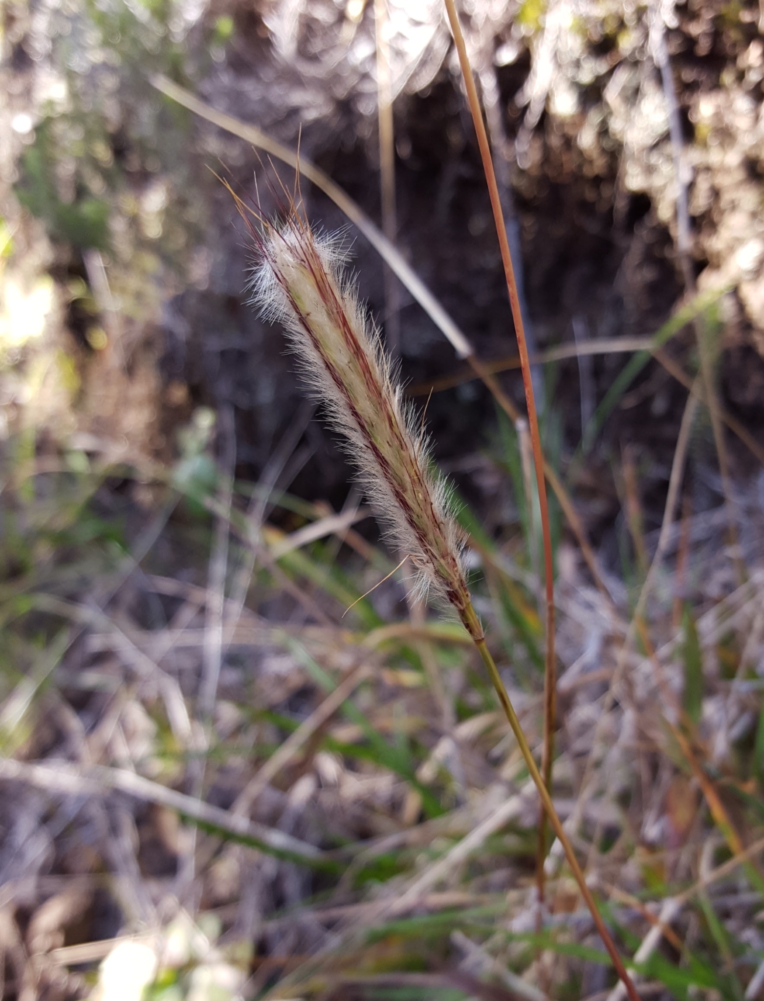 (c) François Rousseu, certains droits réservés (CC BY-NC) https://www.inaturalist.org/observations/124103872