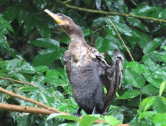 Nannopterum brasilianum