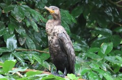 Nannopterum brasilianum