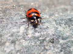 Hippodamia glacialis lecontei