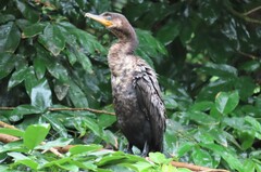 Nannopterum brasilianum