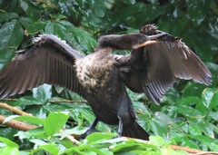 Nannopterum brasilianum