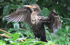 Nannopterum brasilianum