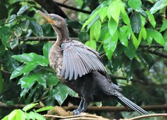 Nannopterum brasilianum