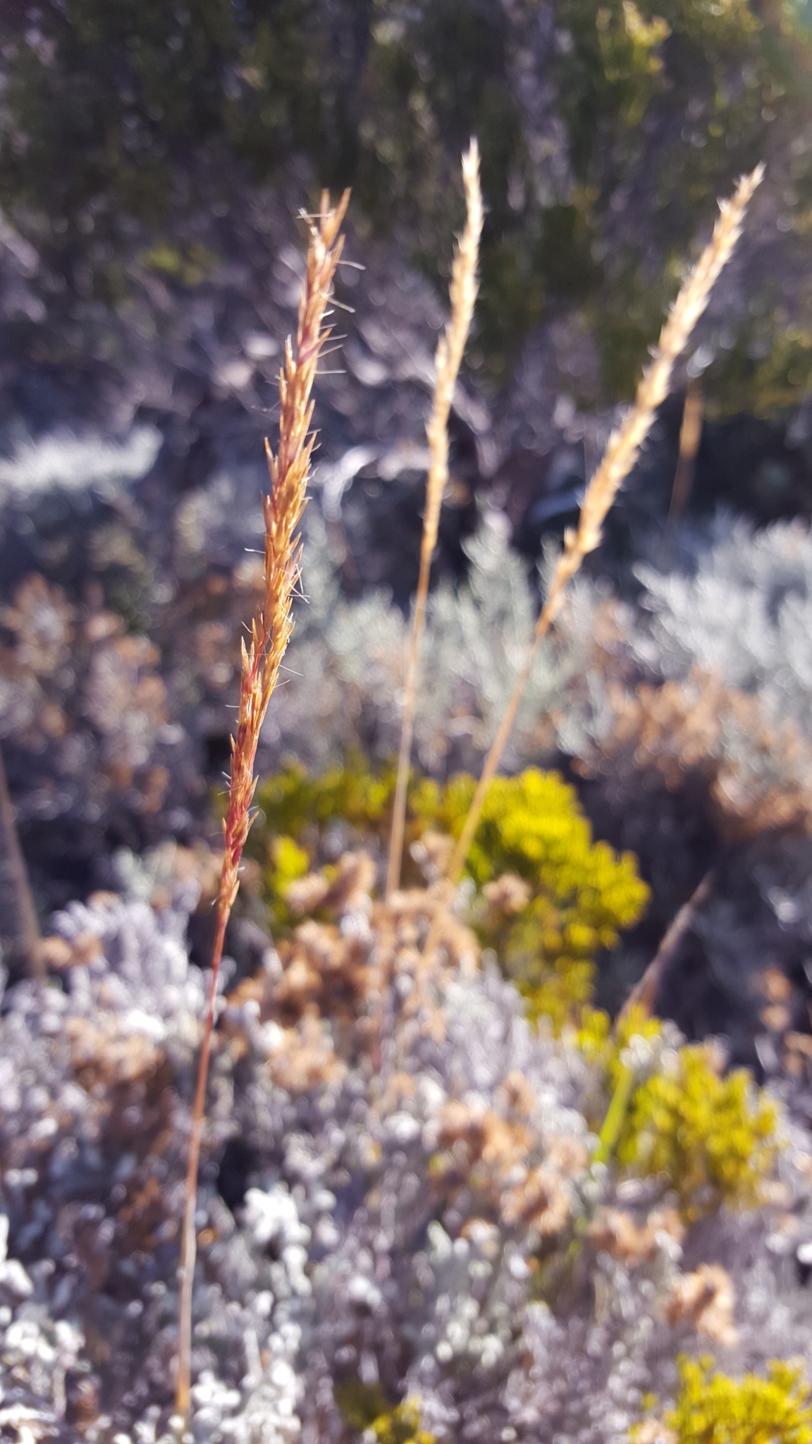 (c) François Rousseu, certains droits réservés (CC BY-NC) https://www.inaturalist.org/observations/124104023