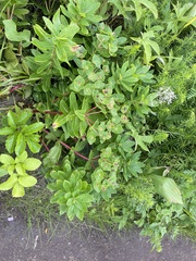 Euphorbia hylonoma