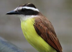 Pitangus sulphuratus