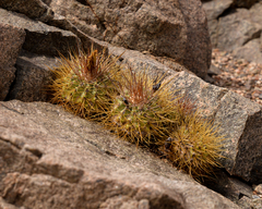 Copiapoa rupestris