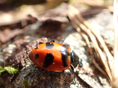 Hippodamia glacialis lecontei