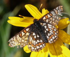 Euphydryas editha hutchinsi