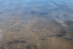 Scardinius erythrophthalmus