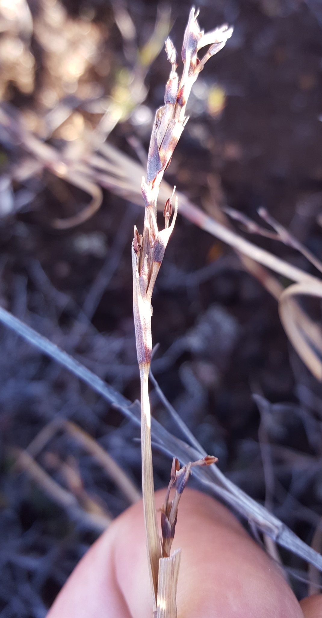 (c) François Rousseu, certains droits réservés (CC BY-NC) https://www.inaturalist.org/observations/124104188