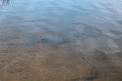 Scardinius erythrophthalmus