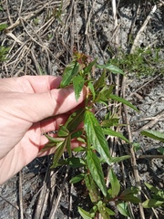 Epilobium pseudorubescens