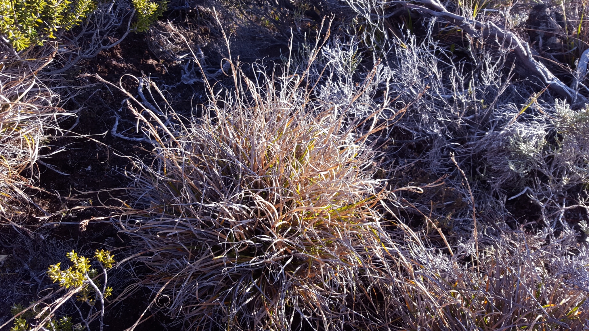 (c) François Rousseu, certains droits réservés (CC BY-NC) https://www.inaturalist.org/observations/124104188
