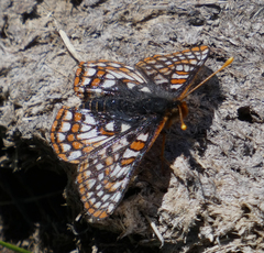 Euphydryas editha hutchinsi