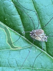 Rilaena triangularis