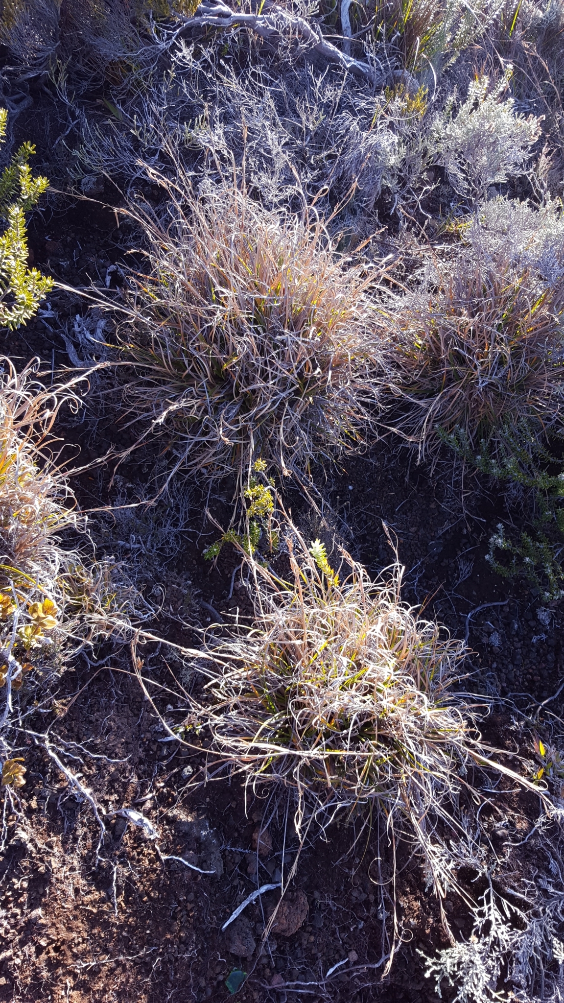 (c) François Rousseu, certains droits réservés (CC BY-NC) https://www.inaturalist.org/observations/124104188
