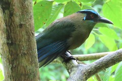 Momotus aequatorialis