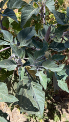 Datura wrightii