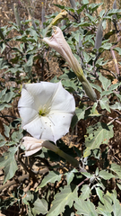 Datura wrightii
