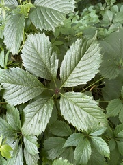 Parthenocissus inserta