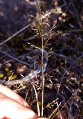 Eragrostis lateritica