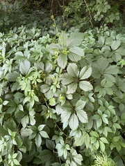 Parthenocissus inserta