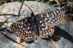 Euphydryas editha hutchinsi